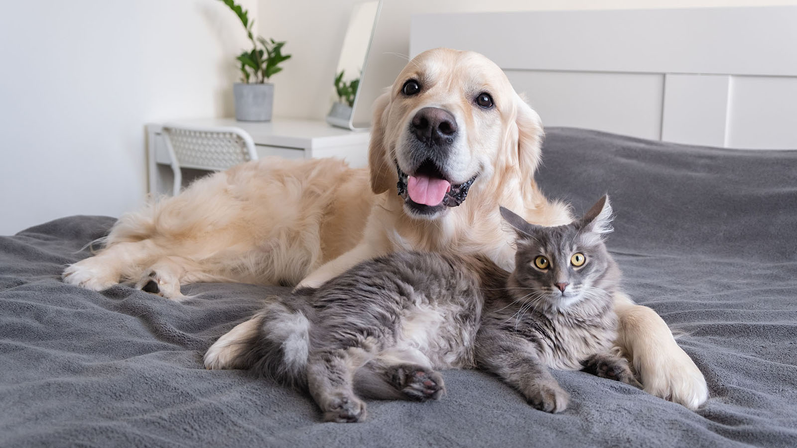 Cat and Dog